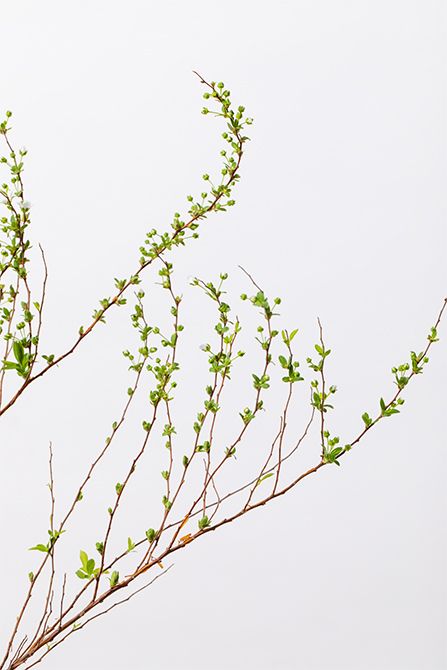 ユキヤナギ’小雪’。流れるように伸びる細い枝と白い小花が特長。繊細なフォルムとゆるやかな曲線の枝が、軽やかな動きを演出してくれます。