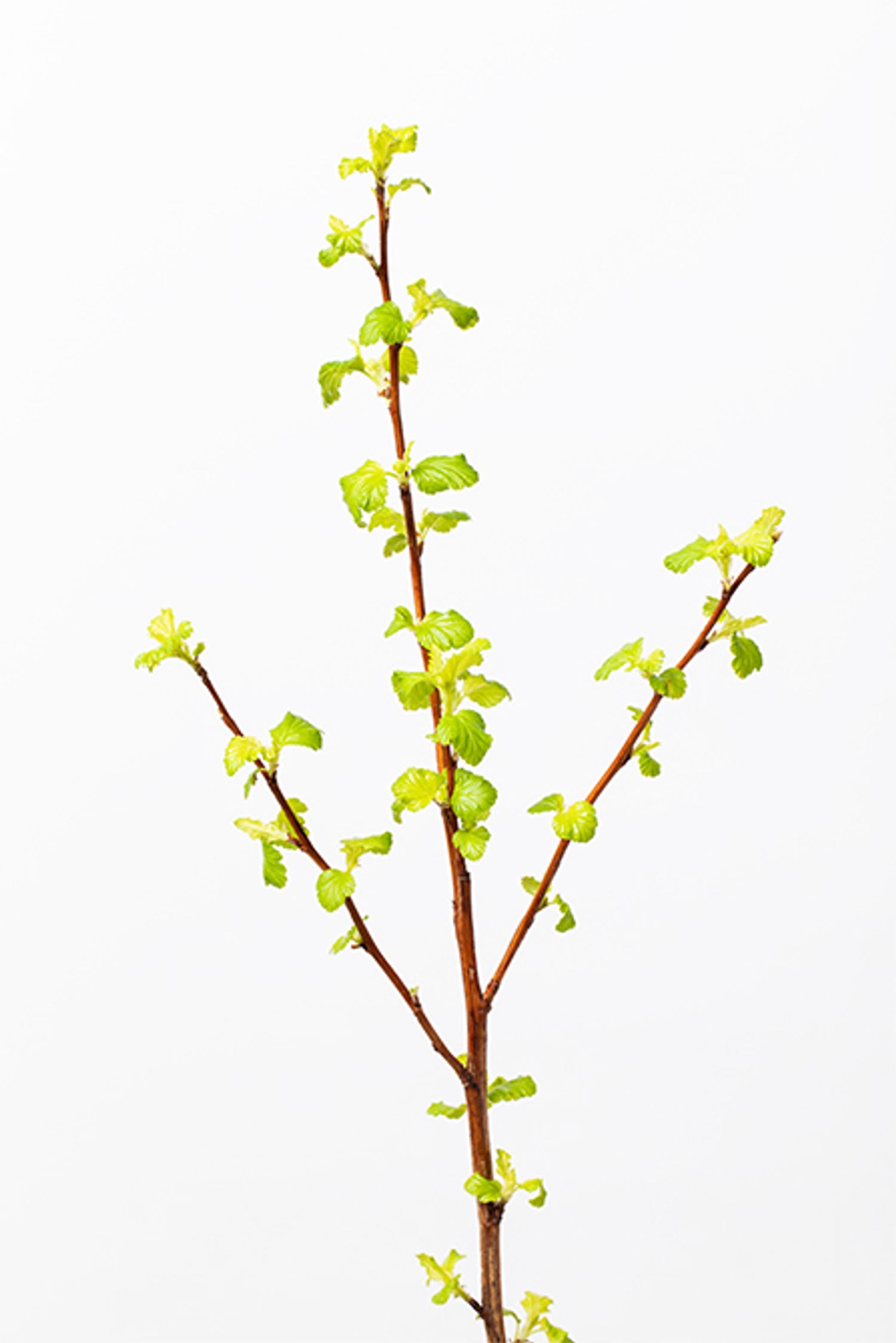 キバデマリ。明るいイエローグリーンが印象的な春の花木。フレッシュな色合いが、新緑の季節感をプラス。