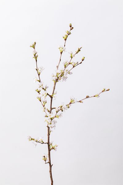 ヒガンザクラ。白みを帯びたやわらかな花色が特長。繊細なニュアンスがリースに軽やかさを添え、全体の印象をやさしく整えます。