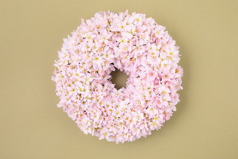 ヒガンザクラとケイオウザクラの２種のサクラだけを贅沢に使った、「満開の桜」という春の景色を表現したリース。淡いピンクのケイオウザクラを基調に、バランスを見ながら白にほど近いヒガンザクラを散らし、色合いの異なる花を組み合わせ、咲き乱れる様を演出しています。