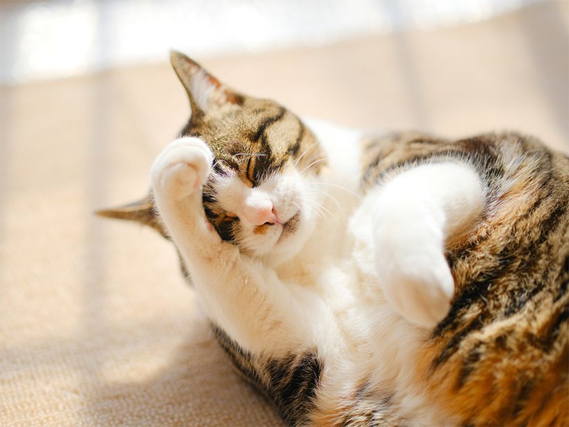 写真／フォトライブラリー