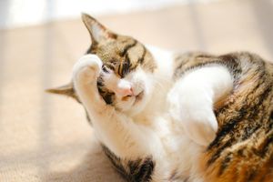 猫が顔を洗うと雨が降る？　猫の行動から天気を予想できるのか