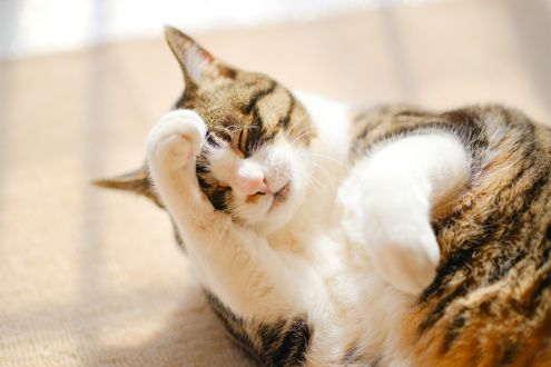 猫が顔を洗うと雨が降る？　猫の行動から天気を予想できるのか