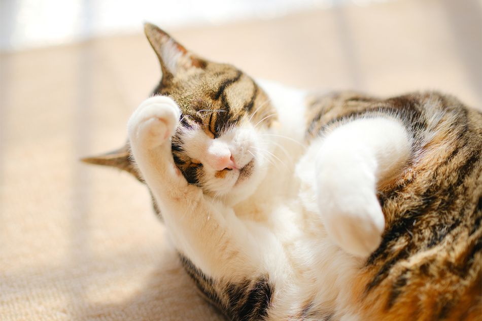 猫が顔を洗うと雨が降る？　猫の行動から天気を予想できるのか