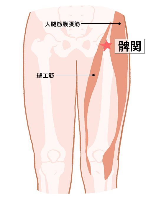 髀関（ひかん）：胃経のツボ