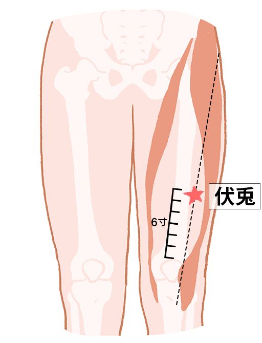 伏兎（ふくと）：胃経のツボ