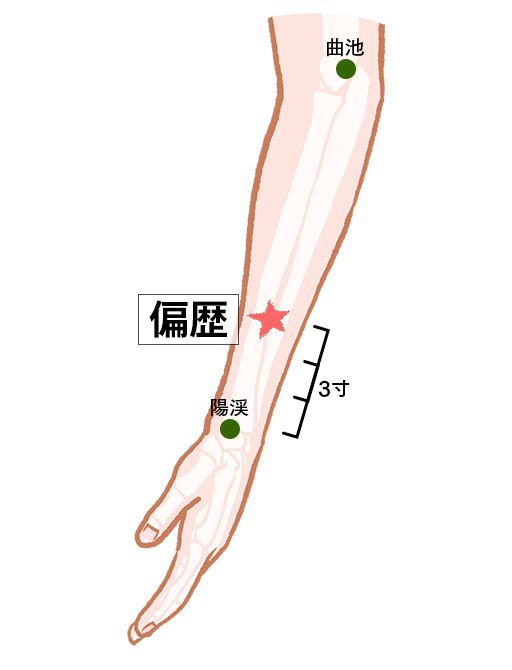 偏歴（へんれき）：大腸経のツボ