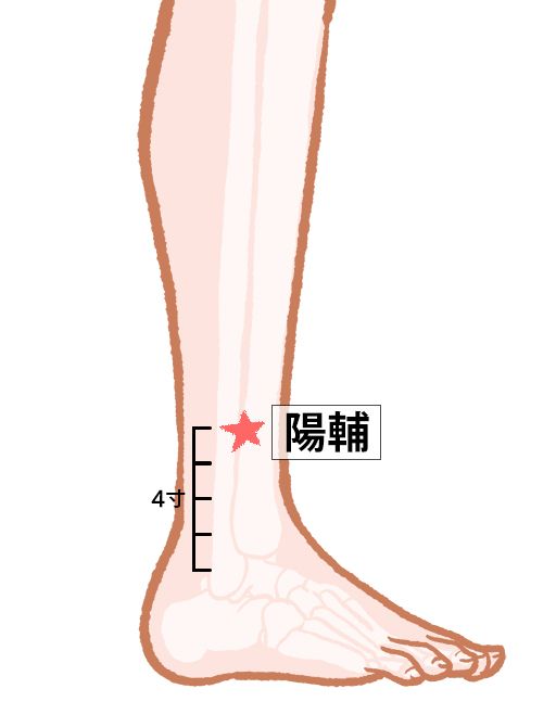 陽輔（ようほ）：胆経のツボ