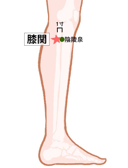 膝関（しつかん）：肝経のツボ