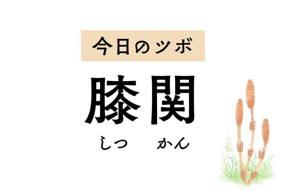 その名の通り膝関節に作用するツボ「膝関」。膝の痛みや下半身麻痺の治療に用います