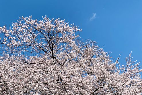 桜前線が終着点へ。しかし、将来的には本州で一斉に開花してしまう可能性も