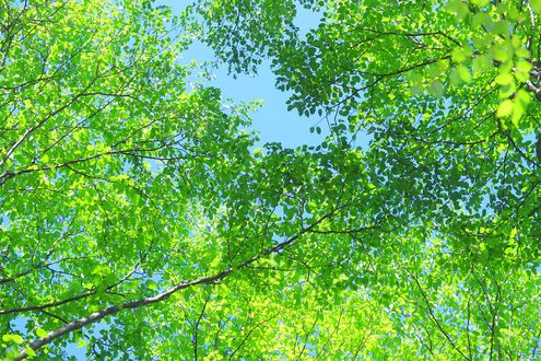 青葉を揺らす力強い「青嵐」。正岡子規も愛した初夏の風を感じる