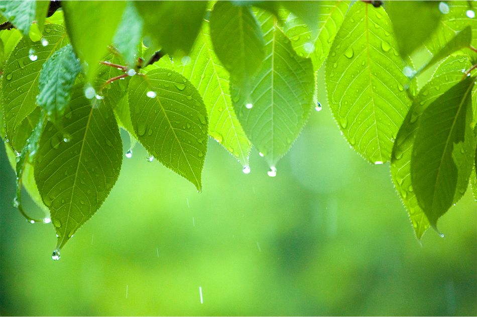 新緑を濡らす「緑雨」が降る季節。雨上がりに感じる、雨の匂いの正体