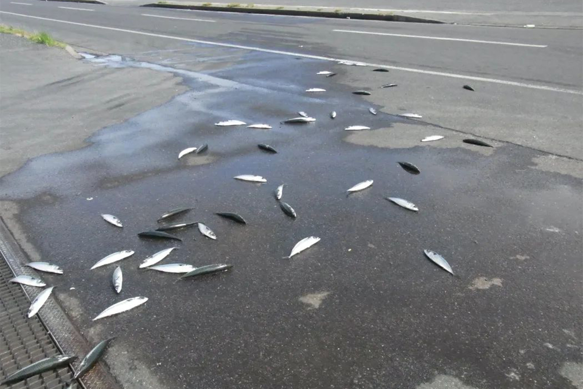 空から魚が降ってくる！ 不思議な現象「怪雨」が起こる仕組み | 家庭画