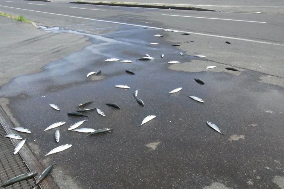 空から魚が降ってくる！ 不思議な現象「怪雨」が起こる仕組み