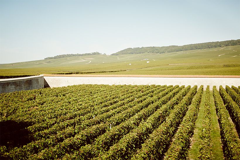 アンボネ村の畑。クロ・ダンボネは、この石壁に囲まれたピノ・ノワール100％の単一畑から生まれる。