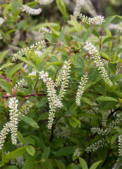 ヒメリョウブは、ユキノシタ科の落葉低木。花穂は5〜10cmほど。花色は白のみで甘い香りがあります。細長い楕円形の葉も一緒に使います。