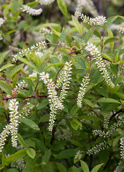 ヒメリョウブは、ユキノシタ科の落葉低木。花穂は5〜10cmほど。花色は白のみで甘い香りがあります。細長い楕円形の葉も一緒に使います。