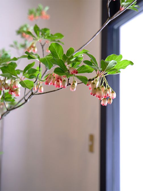 サラサドウダンはツツジ科の落葉低木で、原産地が日本のみの固有種。花に入る紅色の筋が更紗模様に似ていることが花名の由来です。花が風鈴のような形をしていることからフウリンツツジの別名もあります。広島の市場で山採りのサラサラドウダンを見つけ、うれしくなってすぐに入手しました。遠方のものだと移動中につぶれてしまうことも多く、こんなにきれいな状態で入手できるのは珍しいこと。