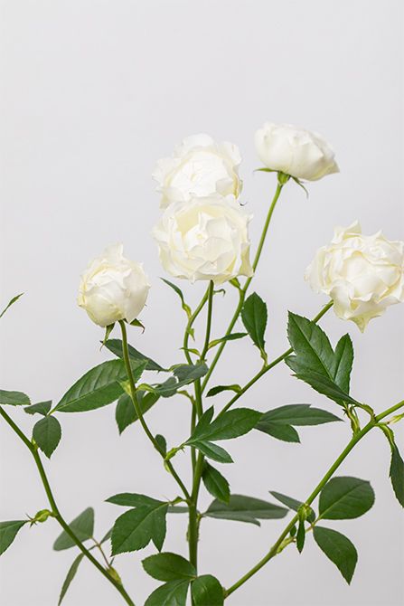 スプレーバラ‘コットンカップ’。オフホワイトの可憐な花が、若々しさと軽やかさをプラスします。