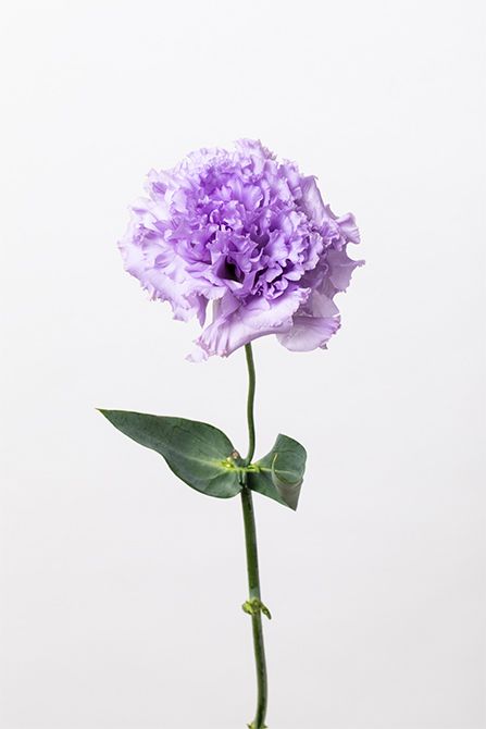 リシアンサス‘プリマラベンダー’。フリル状の花弁が、ムーンダストと響き合う優美な質感を演出。