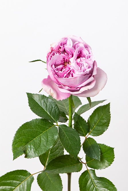 バラ‘リパルティール’。ほんのりピンクを帯びた色合いで、華やかさを演出するアクセントに。