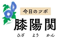 膝の外側にある「膝陽関」は膝の痛みや坐骨神経痛、足のしびれをやわらげるツボ