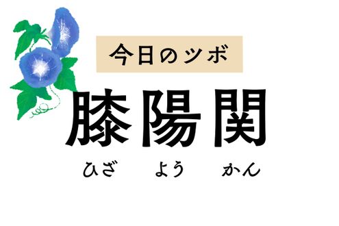 膝の外側にある「膝陽関」は膝の痛みや坐骨神経痛、足のしびれをやわらげるツボ
