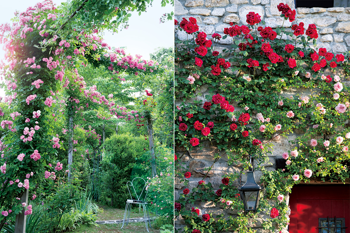 花が醸し出す優美な風情を大切に。色や花形に感性が光るバラ選び