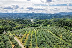 広大なオリーブ畑に包まれる、オキオリーブカフェ（香川・高松）