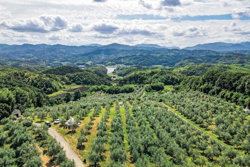 広大なオリーブ畑に包まれる、オキオリーブカフェ（香川・高松）