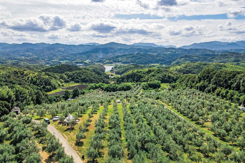 広大なオリーブ畑に包まれる、オキオリーブカフェ（香川・高松）