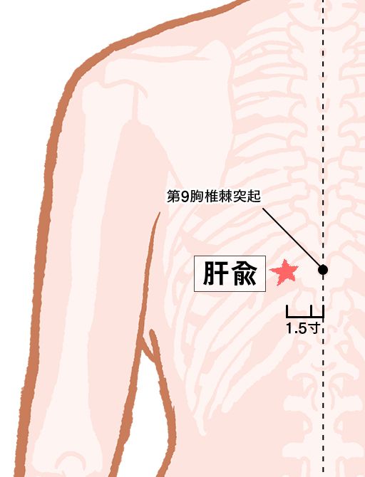 肝兪（かんゆ）：膀胱経のツボ