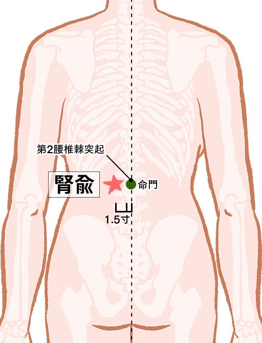 腎兪（じんゆ）：膀胱経のツボ