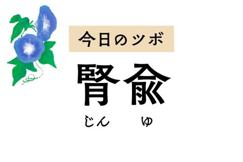 「腎兪」は泌尿器系やホルモンバランスを整えるツボ。尿もれ、月経不順、不妊症を治療