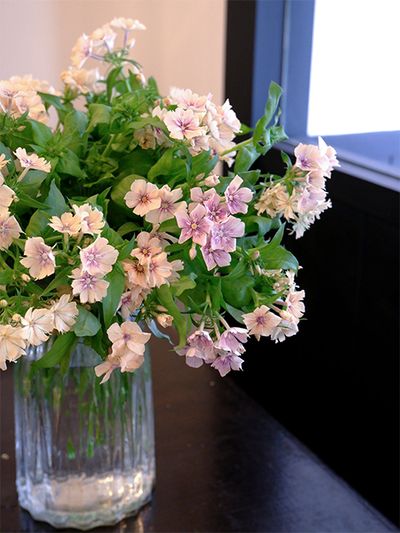 高知県芸西村で栽培されたフロックス‘クリームブリュレ’。落ち着いた花色ながらかわいらしさも併せもつとてもおしゃれな花色です。‘クリームブリュレ’とはよく付けたもので、花名を聞いただけで使ってみたくなります。庭で咲く草丈が30〜40cm程度で、切り花でも短めですが、ブーケにもアレンジにも使えます。