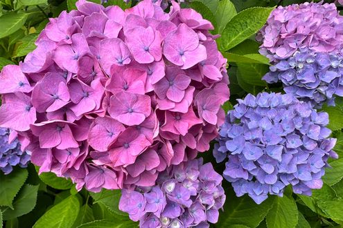 世界で「梅雨」がある地域はどこ？ 6月の空模様を比べる