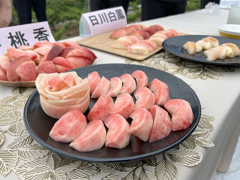 試験場で振る舞われた「夢桃香」。しっかりとした歯ごたえながら、濃厚な味わいが特徴
