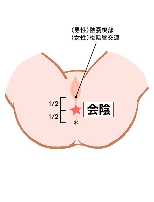 会陰（えいん）：任脈のツボ