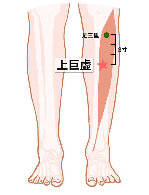 上巨虚（じょうこきょ）：胃経のツボ