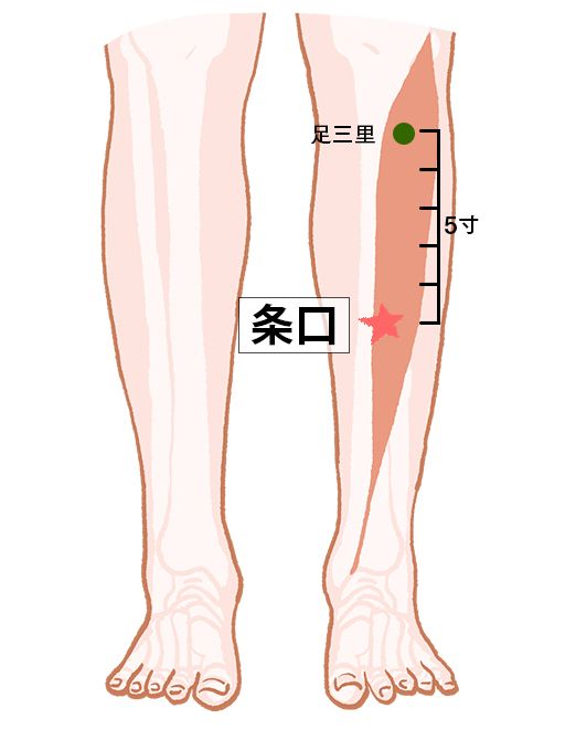 条口（じょうこう）：胃経のツボ