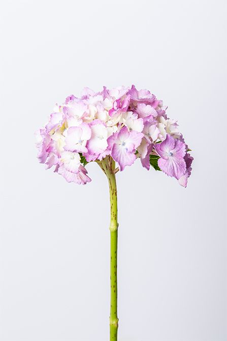 アジサイ（ピンク）。柔らかなピンク色とふんわりとしたボリューム感が、リース全体に優しさと華やかさを与えてくれます。