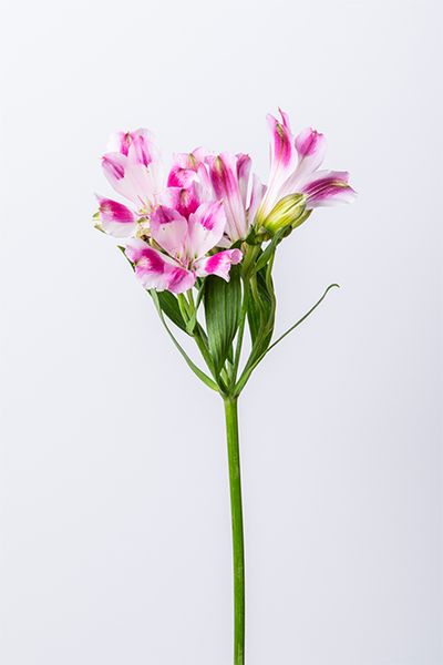 アルストロメリア。南アメリカ原産で、エキゾチックな色合いと繊細な花弁、軽やかなラインが特徴。