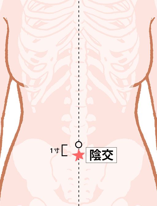 陰交（いんこう）：任脈のツボ