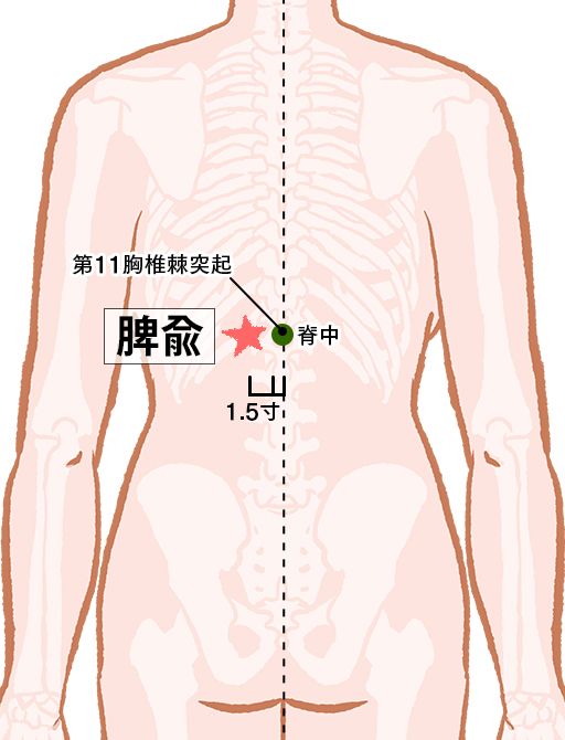 脾兪（ひゆ）：膀胱経のツボ