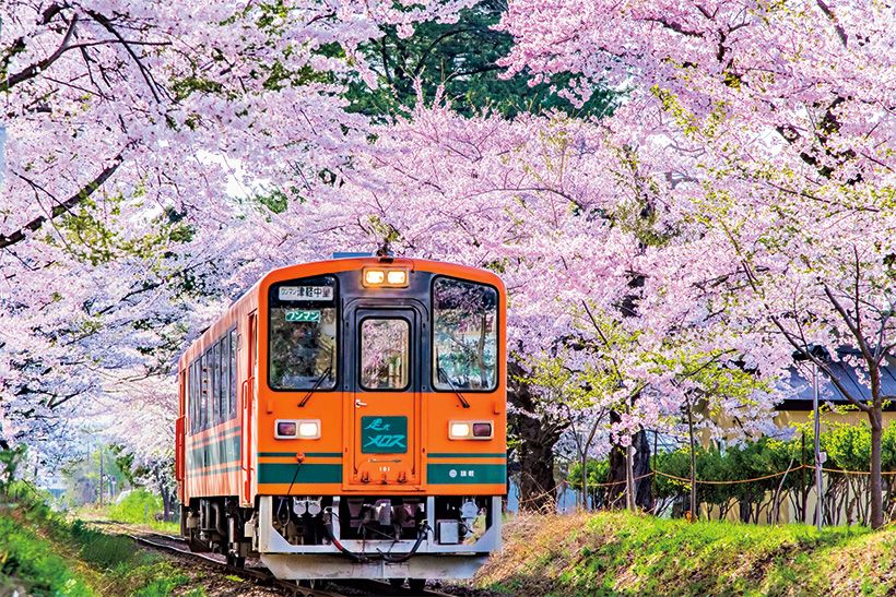 津軽鉄道（青森県） 芦野公園駅では満開の桜に列車が包まれる。写真／denkei〈ピクスタ〉　