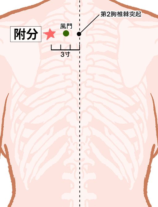 附分（ふぶん）：膀胱経のツボ