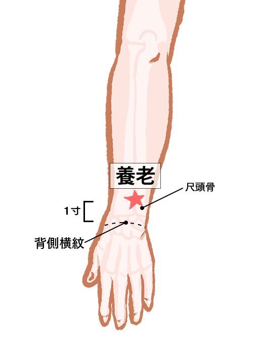 養老（ようろう）：：小腸経のツボ