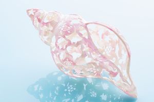 連載「季節を切り抜く」7月は「貝殻」