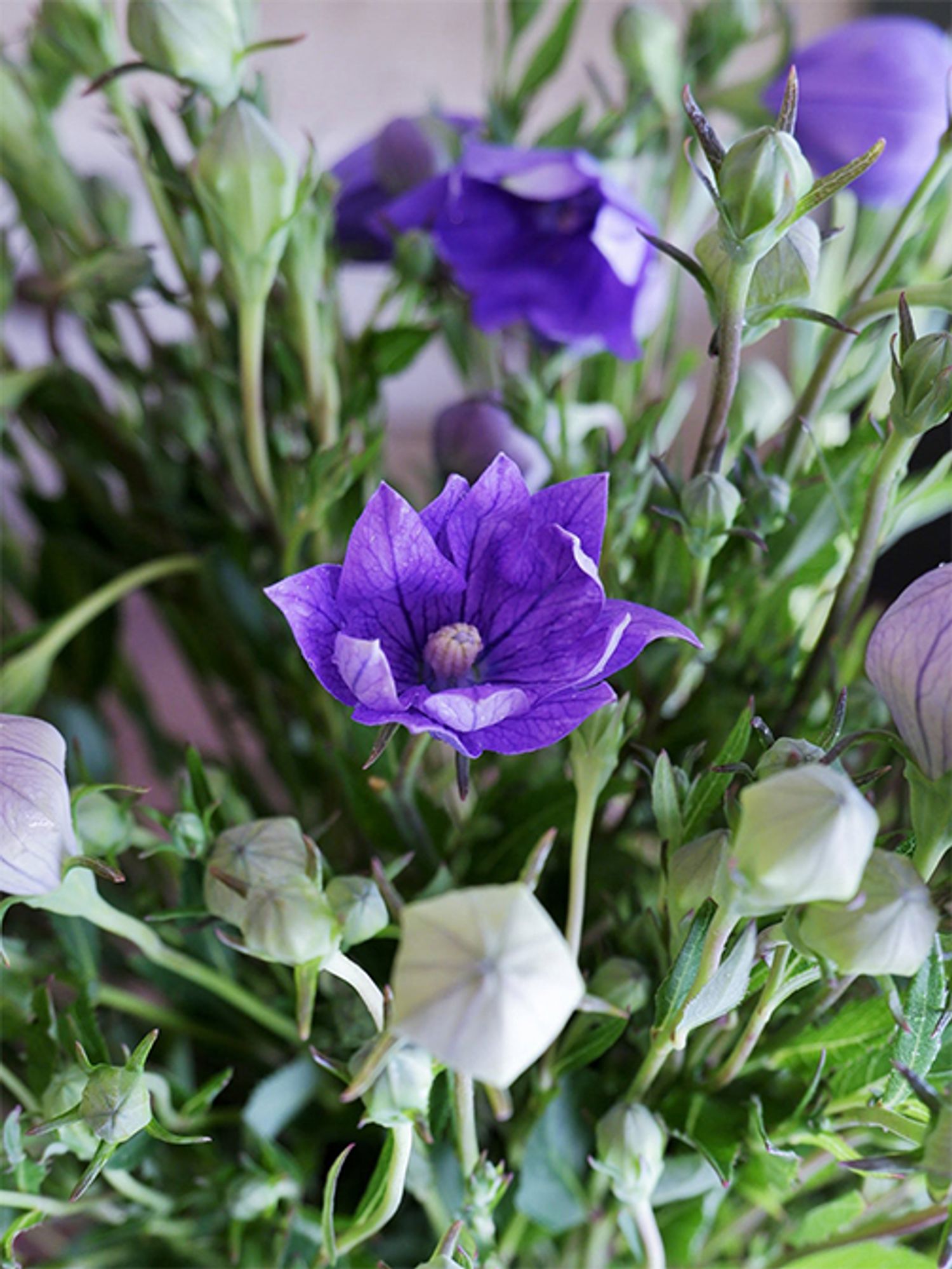 ギャラリー画像